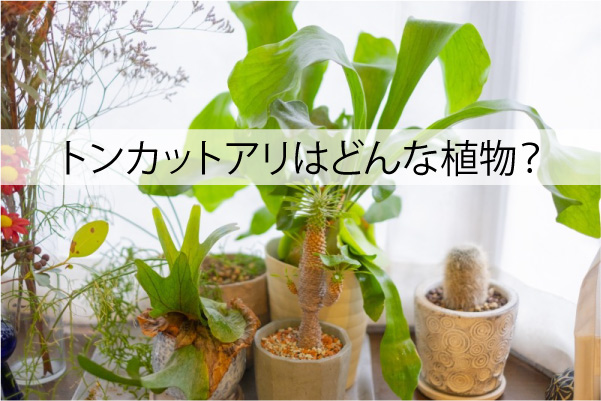 トンカットアリはどんな植物